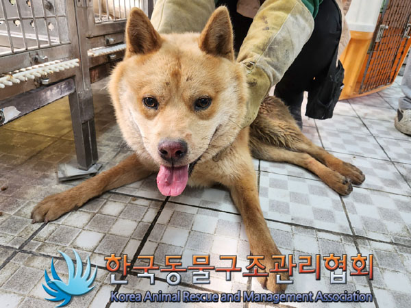 한국동물구조관리협회_441409202300327